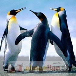 Penguins