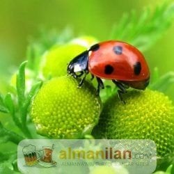 Lütfen ciddi bayanlar arasinlar