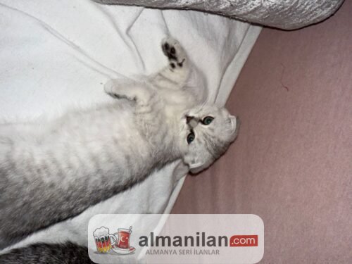 1000011693 1000011693