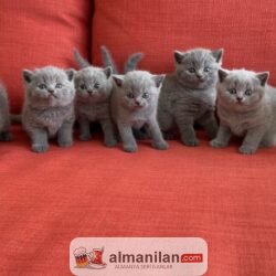 13484_img-20250929-wa0004_thb