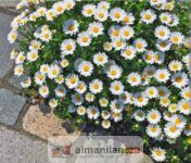 Ciddi evlilik islam usulüne göre..