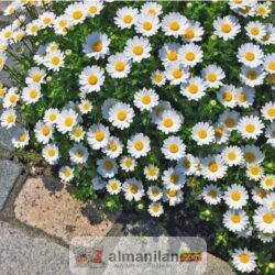 Ciddi evlilik islam usulüne göre..