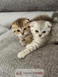 Bkh katzen