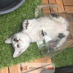 Bkh katzen Bkh katzen