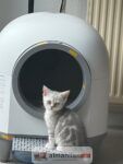 Bkh katzen